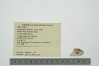 Simpsonaias ambigua image