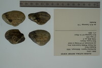 Epioblasma triquetra image