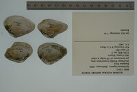 Epioblasma triquetra image