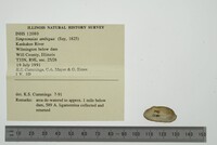 Simpsonaias ambigua image