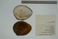 Pleurobema sintoxia image