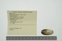 Simpsonaias ambigua image