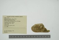 Theliderma cylindrica image