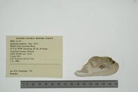 Theliderma cylindrica image