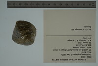 Epioblasma propinqua image