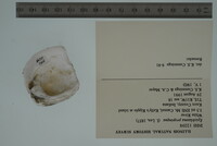 Epioblasma propinqua image