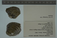 Epioblasma torulosa image