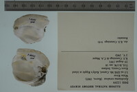 Epioblasma torulosa image