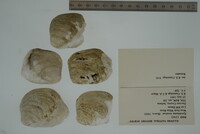 Epioblasma torulosa image