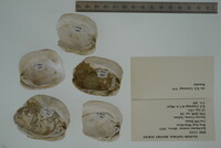 Epioblasma torulosa image