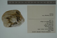 Epioblasma torulosa image