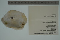 Epioblasma torulosa image