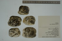 Epioblasma torulosa image