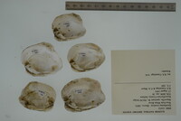 Epioblasma torulosa image