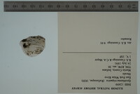 Epioblasma triquetra image