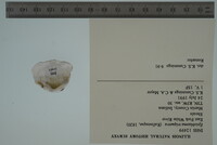 Epioblasma triquetra image