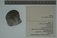 Epioblasma propinqua image