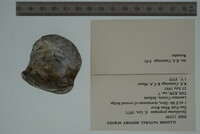 Epioblasma propinqua image