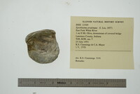 Obliquaria reflexa image