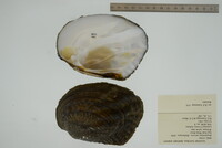 Megalonaias nervosa image