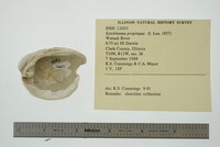 Epioblasma propinqua image