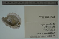 Epioblasma propinqua image