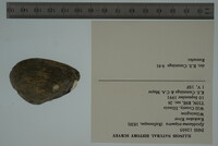 Epioblasma triquetra image