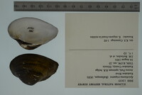 Epioblasma triquetra image