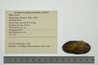 Simpsonaias ambigua image