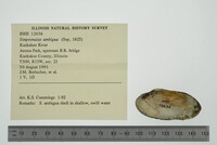 Simpsonaias ambigua image