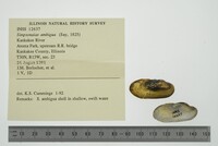 Simpsonaias ambigua image