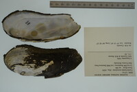 Margaritifera monodonta image