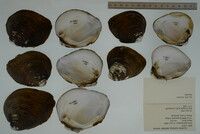 Pleurobema plenum image