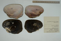 Potamilus purpuratus image