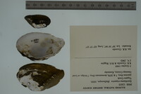 Epioblasma triquetra image