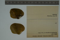Media resource of Epioblasma arcaeformis