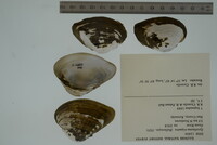 Epioblasma triquetra image
