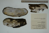 Margaritifera monodonta image