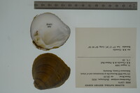 Pleurobema cordatum image
