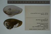 Epioblasma triquetra image