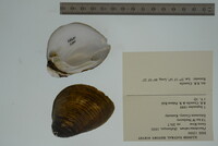 Pleurobema sintoxia image