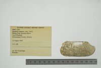 Theliderma cylindrica image