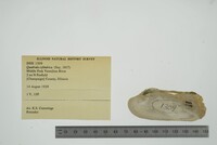 Theliderma cylindrica image