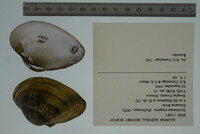 Epioblasma triquetra image