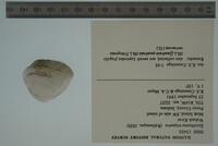 Epioblasma triquetra image