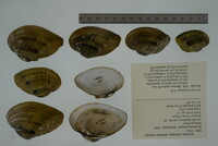 Epioblasma triquetra image