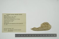 Theliderma cylindrica image