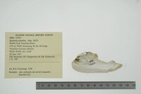 Theliderma cylindrica image