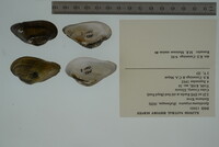 Epioblasma triquetra image