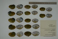 Epioblasma capsaeformis image